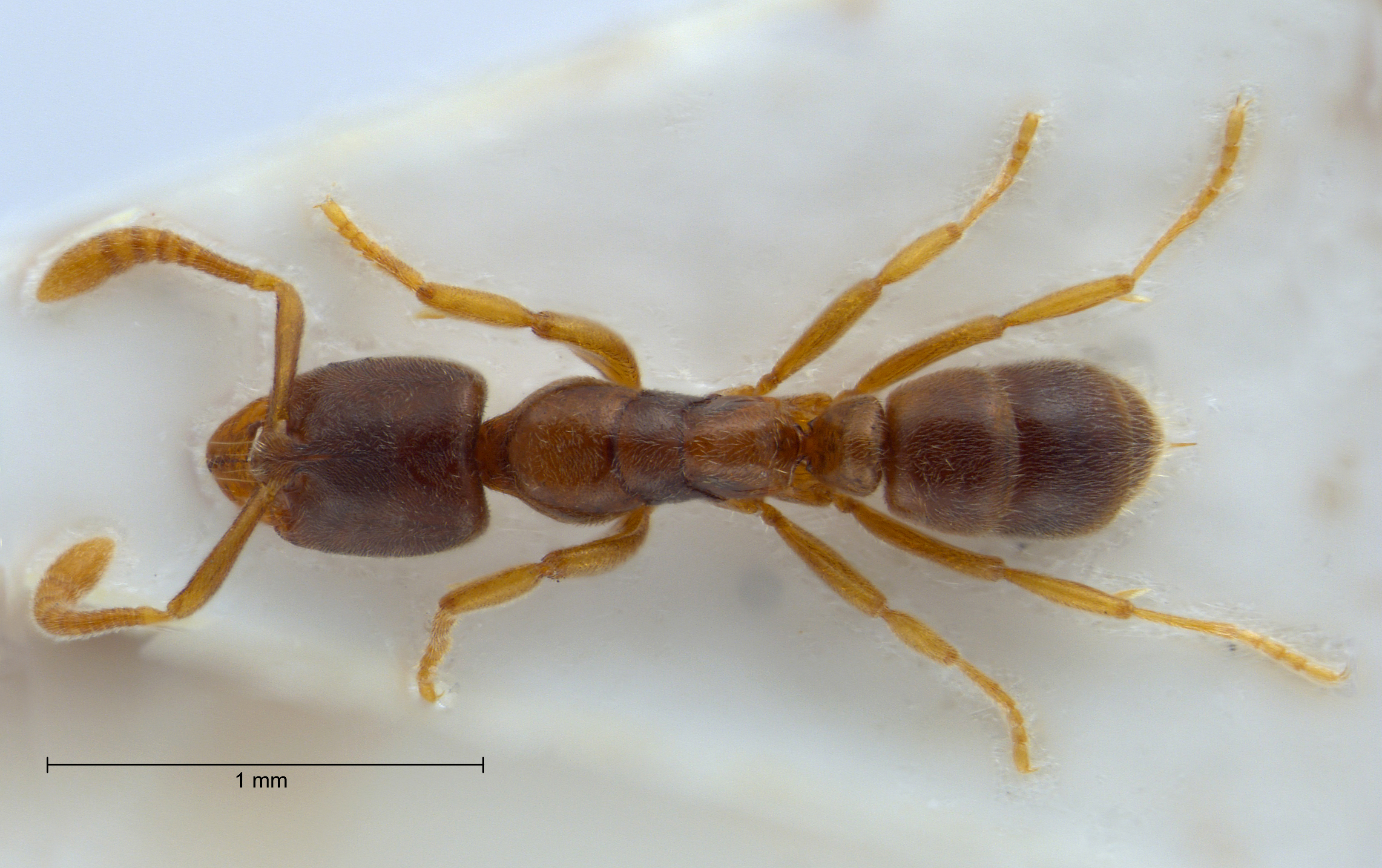 Foto Hypoponera schauinslandi Emery, 1899 dorsal