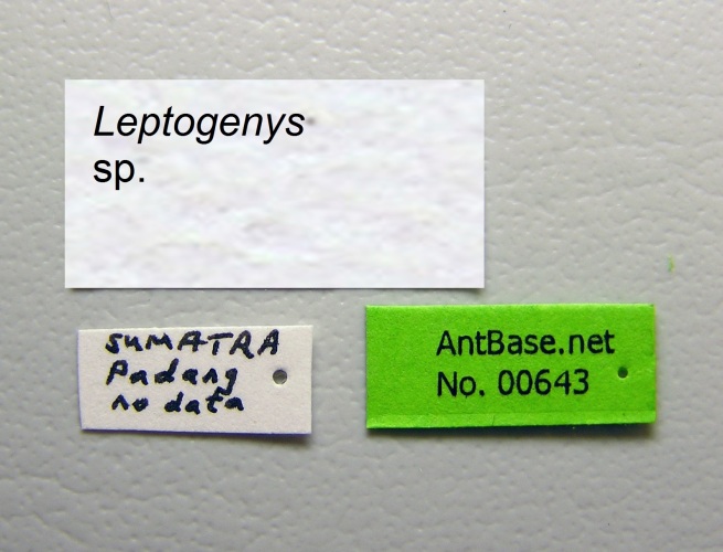 Foto Leptogenys sp. Label
