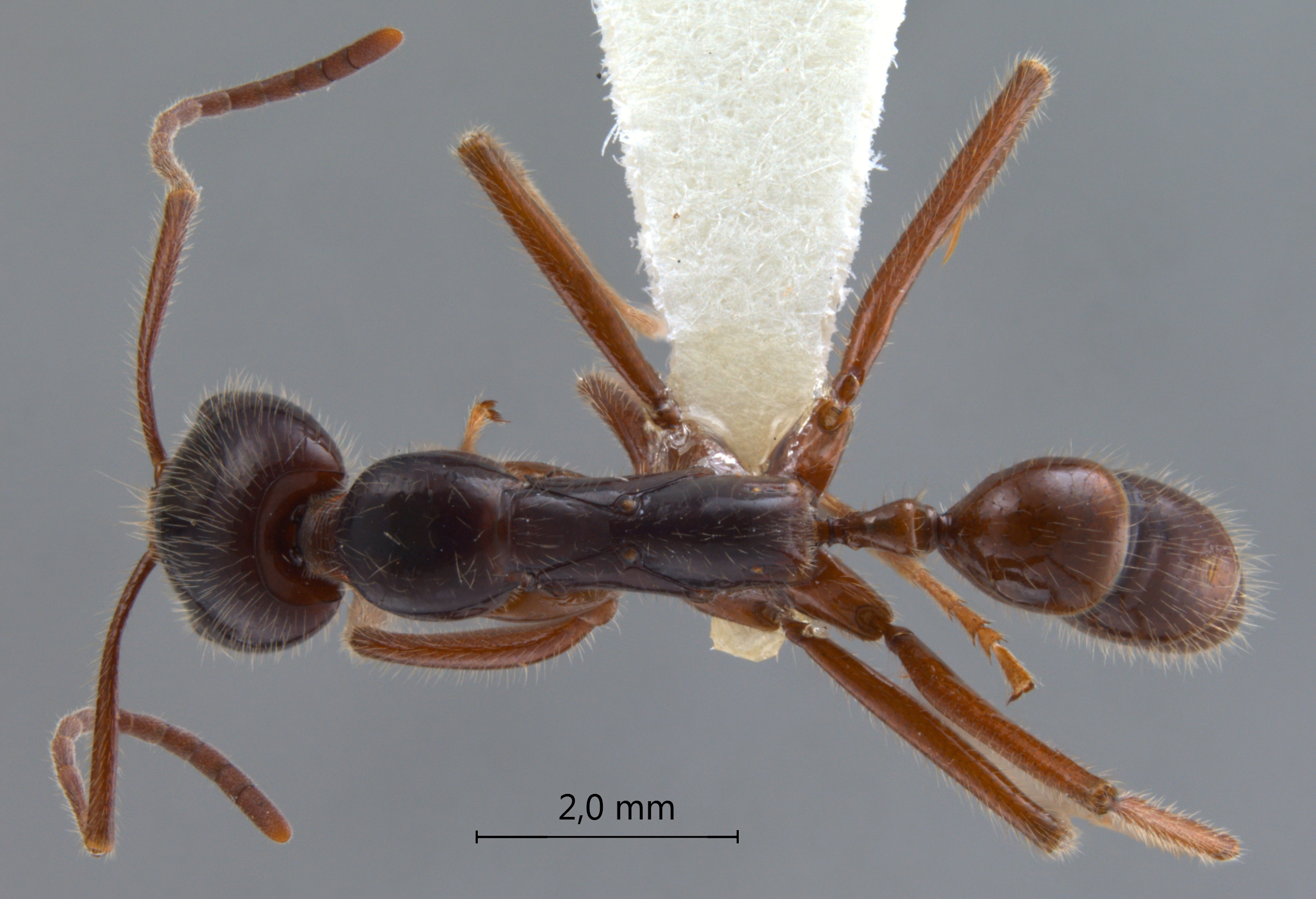 Foto Leptogenys borneensis Wheeler, 1919 dorsal