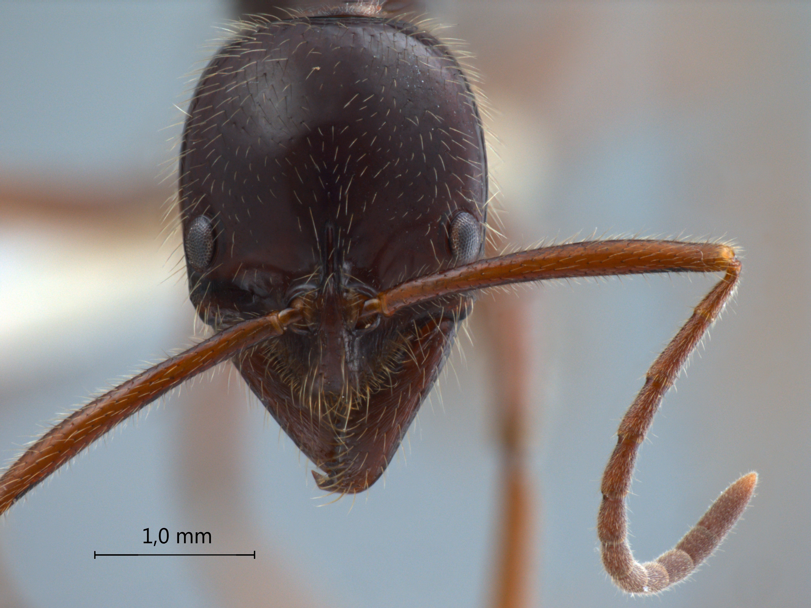 Foto Leptogenys borneensis Wheeler, 1919 frontal