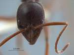 Leptogenys borneensis Wheeler, 1919 frontal