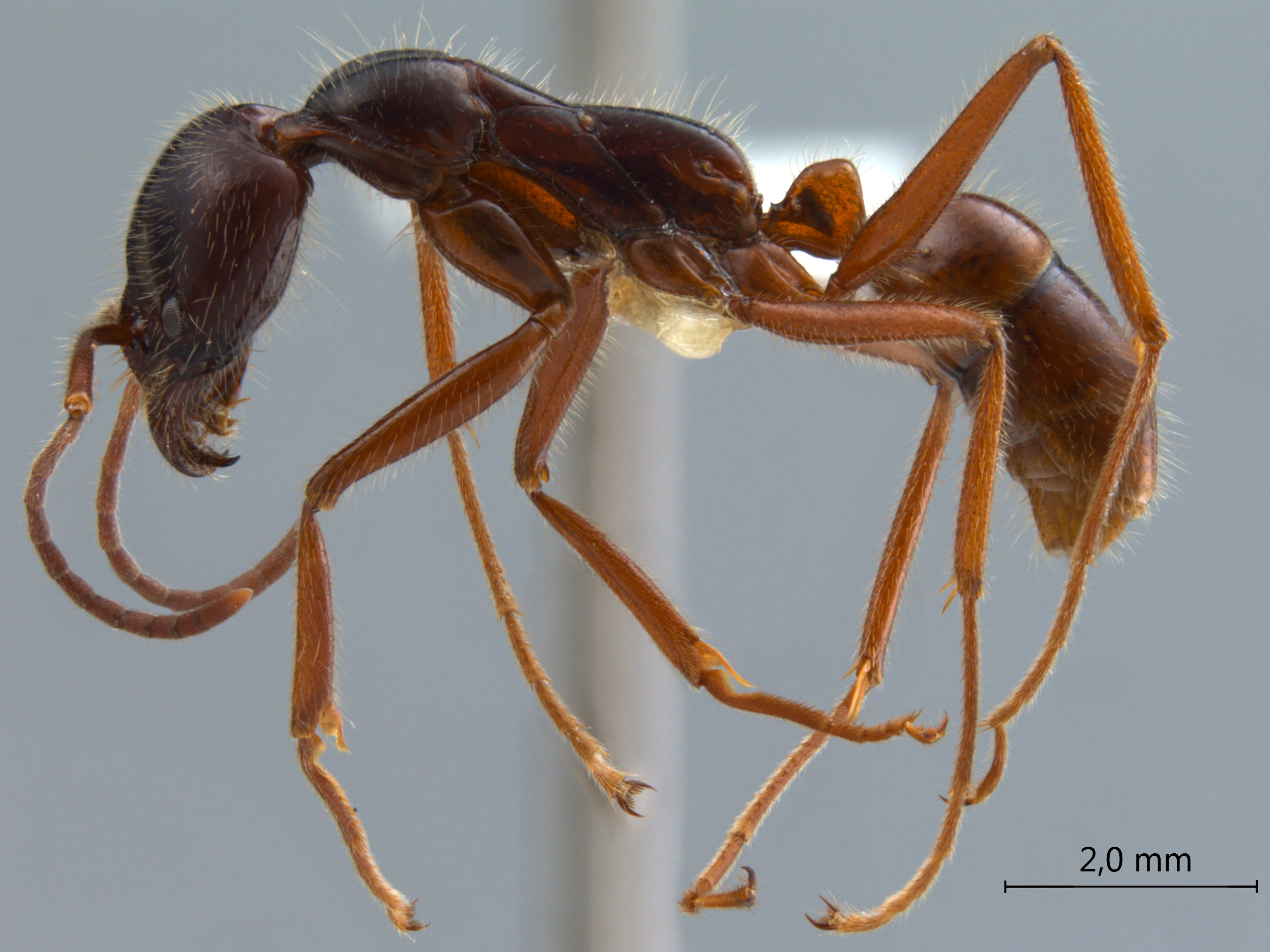 Foto Leptogenys borneensis Wheeler, 1919 lateral