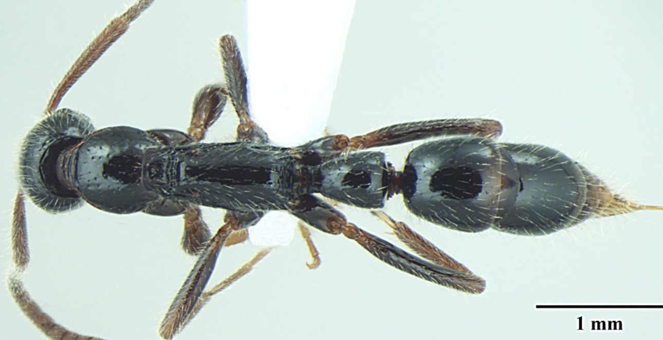 Foto Leptogenys lattkei Bharti & Wachkoo, 2013 dorsal