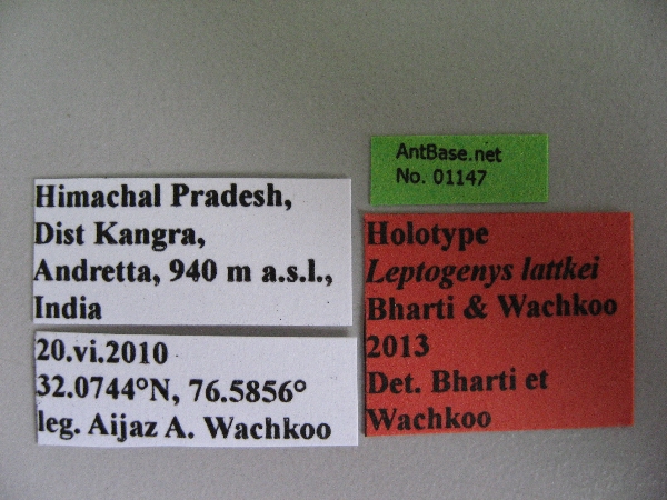 Foto Leptogenys lattkei Bharti & Wachkoo, 2013 Label