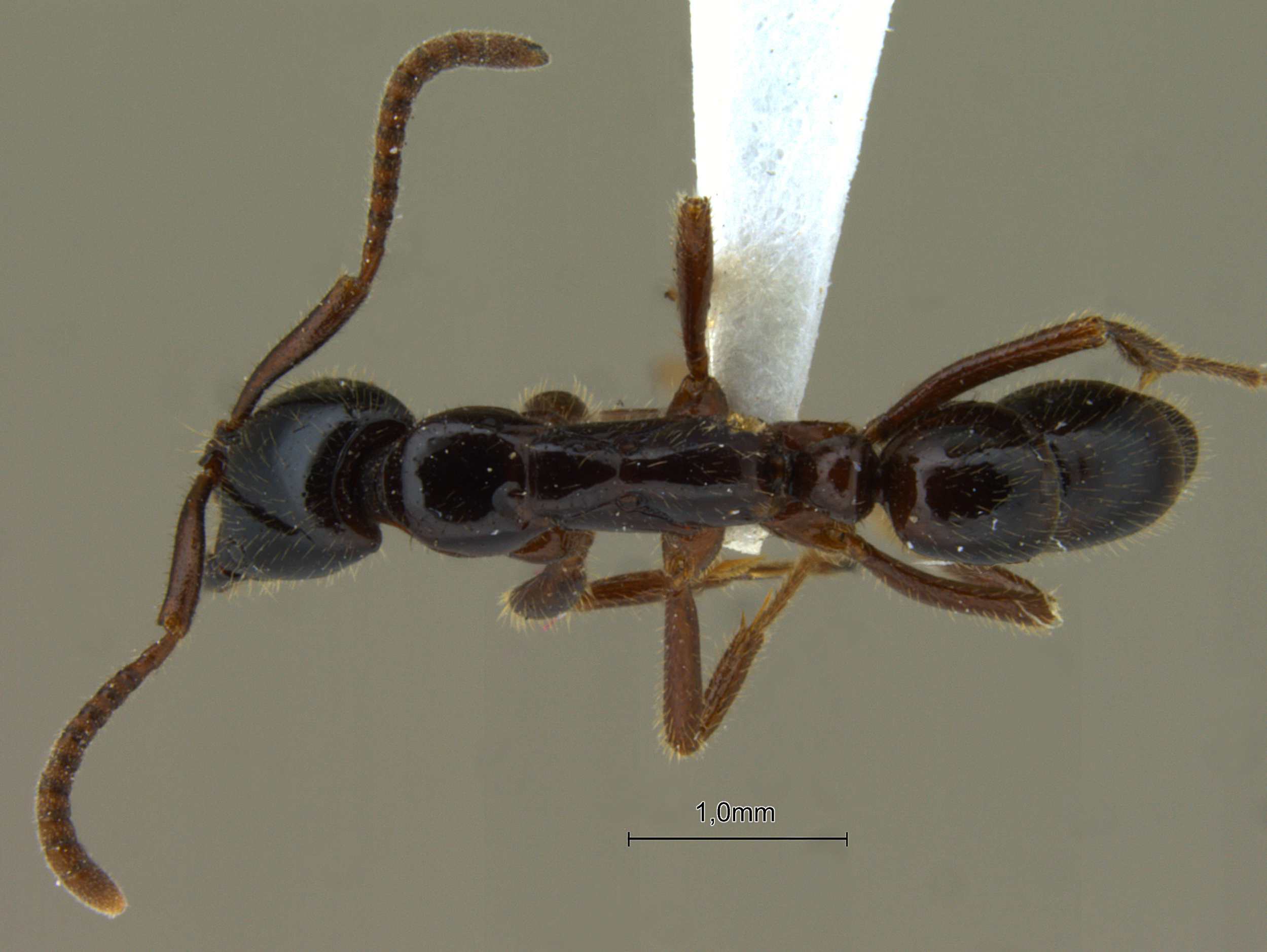 Foto Leptogenys lucidula Emery, 1895 dorsal