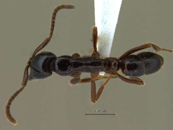 Leptogenys lucidula Emery, 1895 dorsal