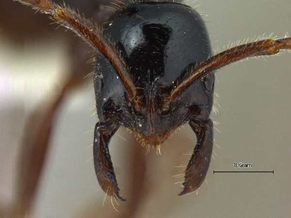 Leptogenys lucidula Emery, 1895 frontal