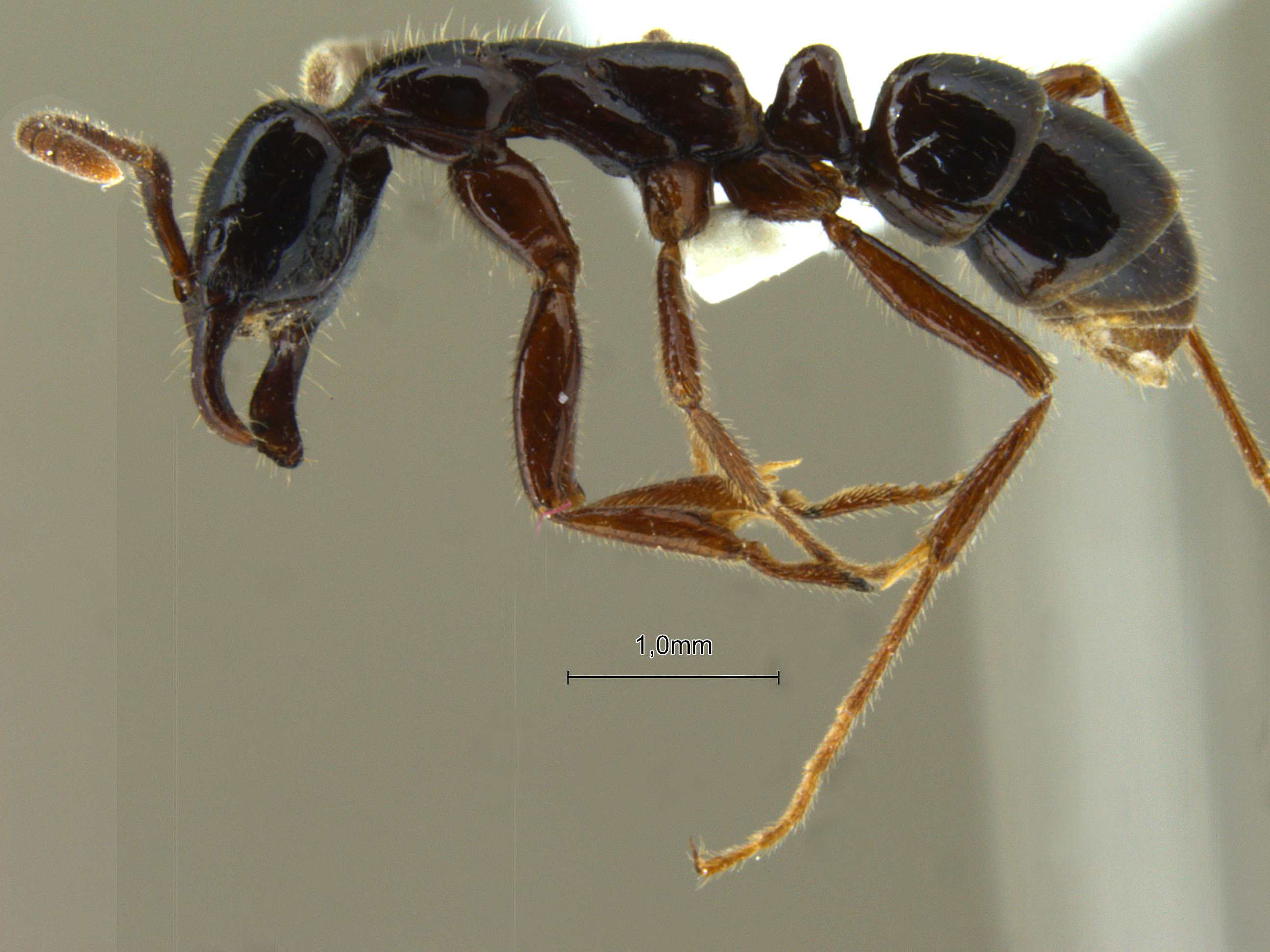 Foto Leptogenys lucidula Emery, 1895 lateral
