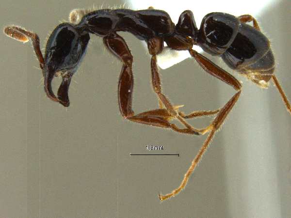 Leptogenys lucidula Emery, 1895 lateral