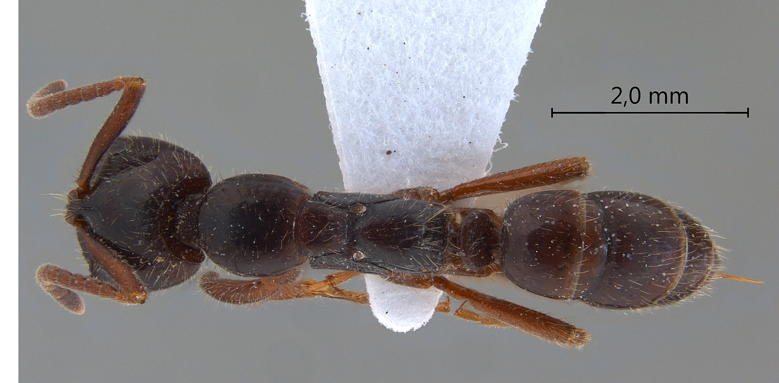 Foto Leptogenys mutabilis Smith,1861 dorsal