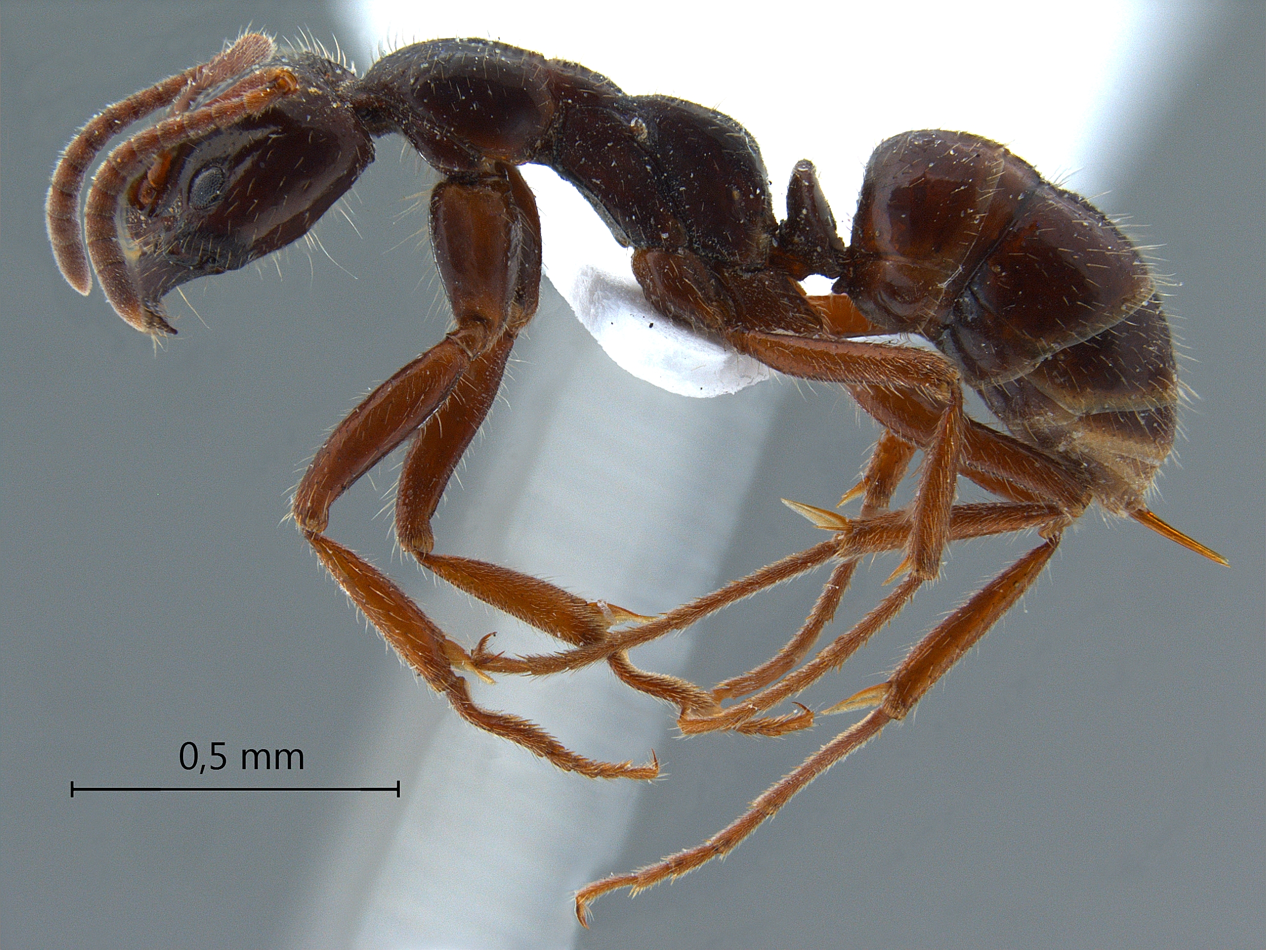 Foto Leptogenys mutabilis Smith,1861 lateral