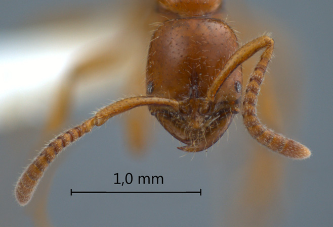 Leptogenys myops Emery, 1887 frontal