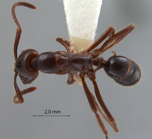 Leptogenys processionalis Jerdon, 1851 dorsal