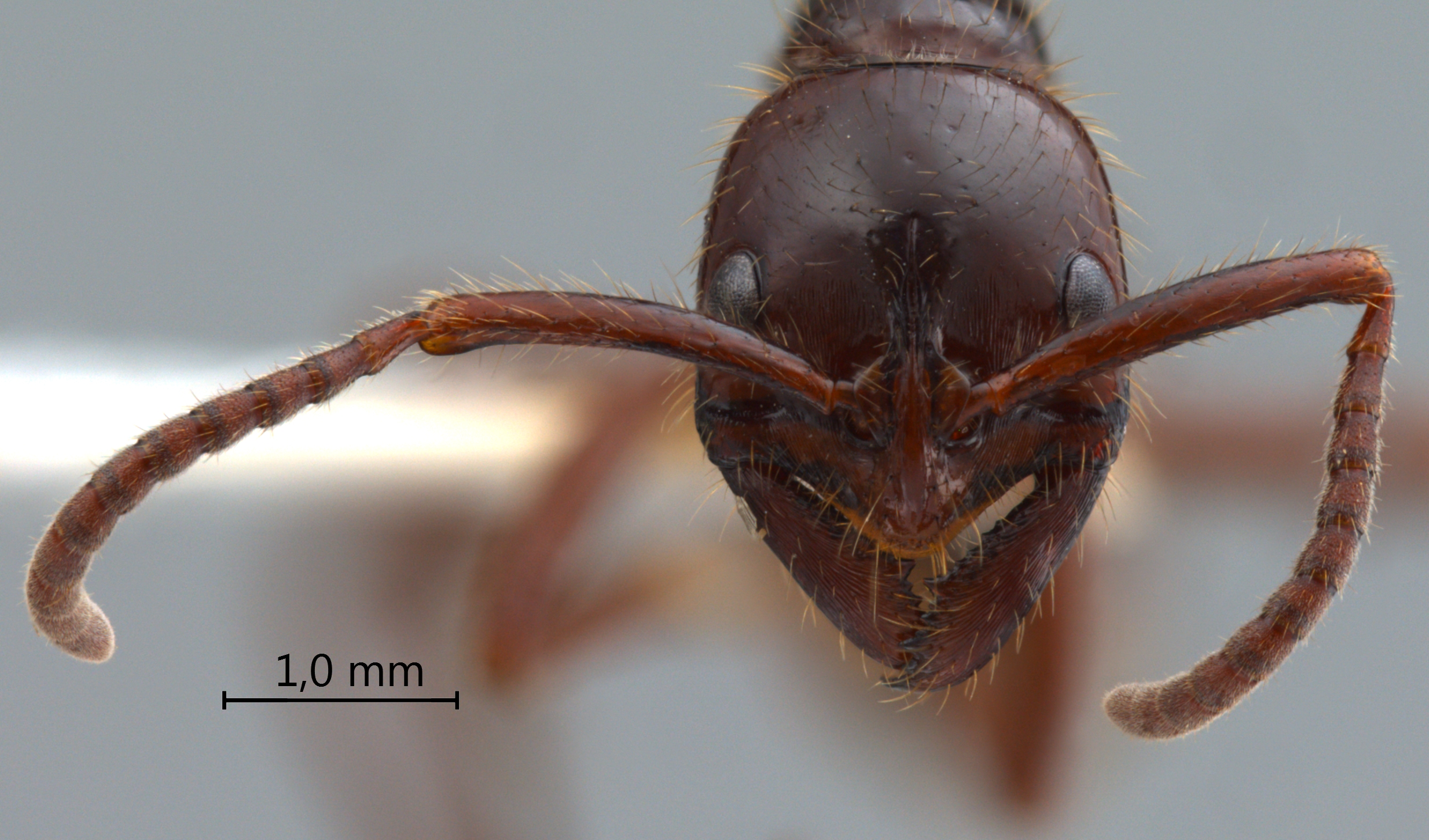 Foto Leptogenys processionalis Jerdon, 1851 frontal