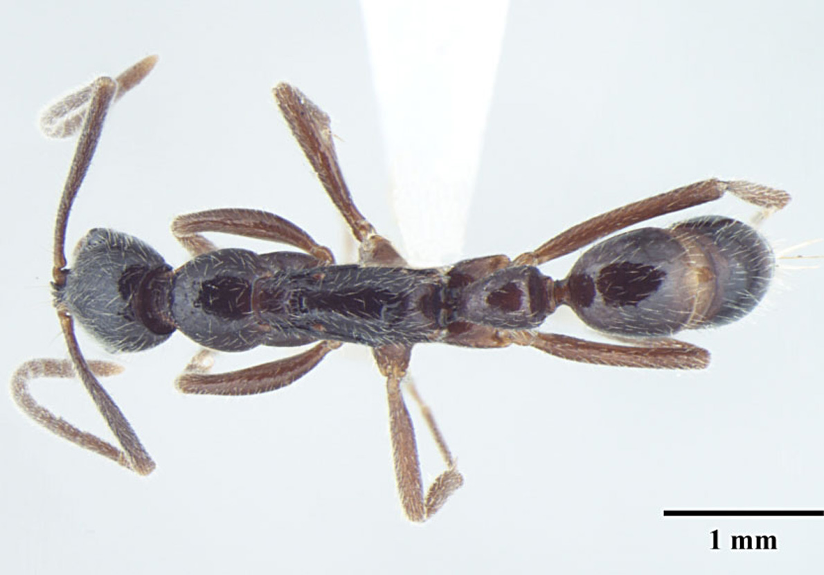 Foto Leptogenys transitionis Bharti & Wachkoo, 2013 dorsal