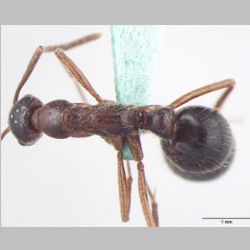 Leptogenys transitionis ergatone Bharti & Wachkoo, 2013 dorsal