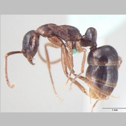 Leptogenys transitionis ergatone Bharti & Wachkoo, 2013 lateral