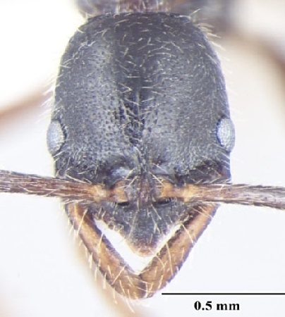 Leptogenys transitionis Bharti & Wachkoo, 2013 frontal