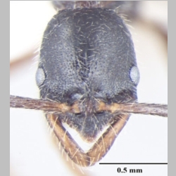 Leptogenys transitionis Bharti & Wachkoo, 2013 frontal