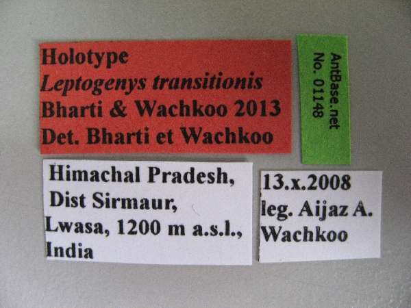 Foto Leptogenys transitionis Bharti & Wachkoo, 2013 Label
