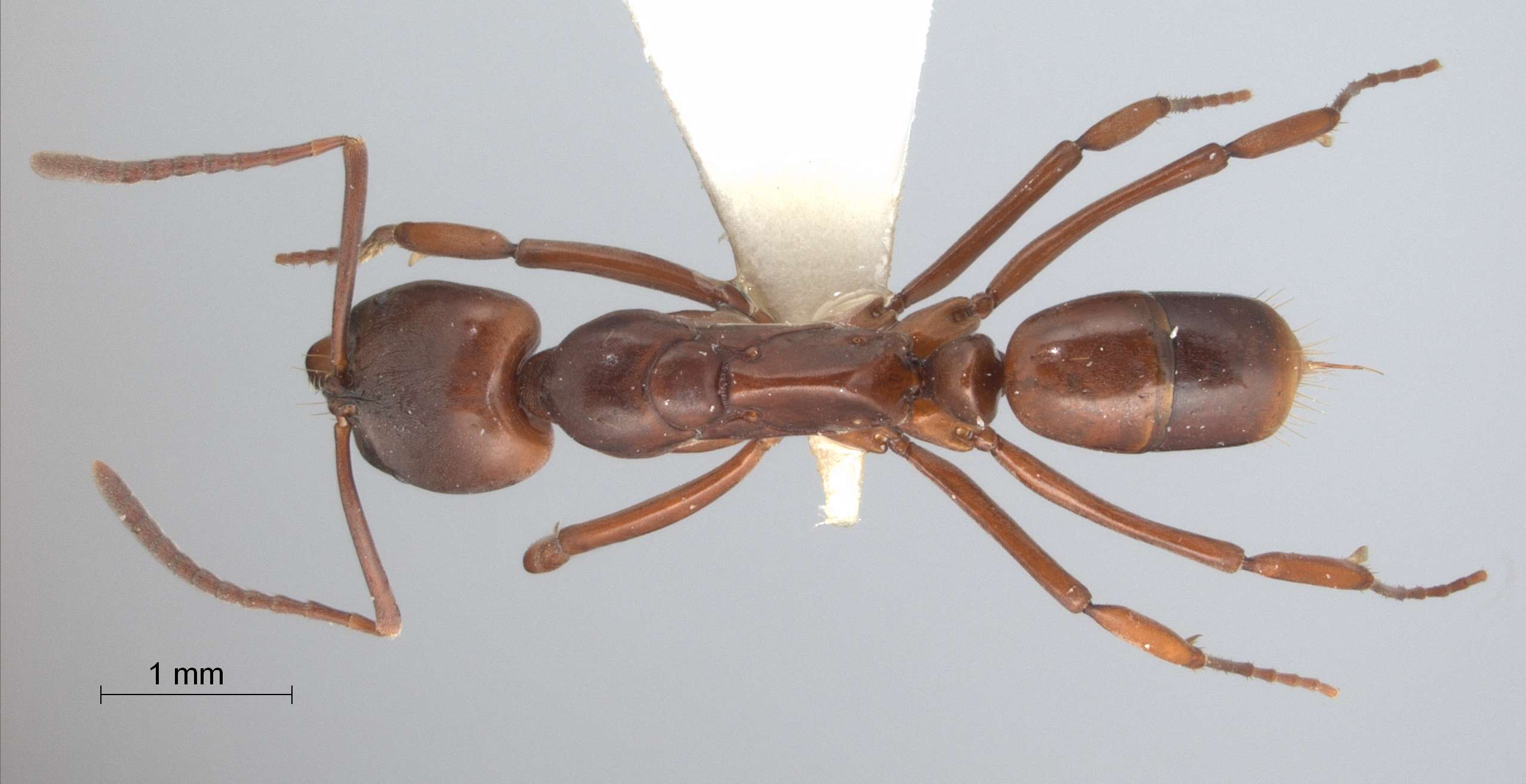 Foto Mesoponera rubra (Smith, 1857) dorsal