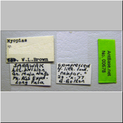 Myopias sp. Brown Label