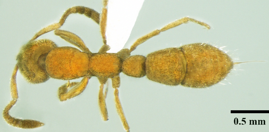 Myopias shivalikensis Bharti & Wachkoo, 2012 dorsal