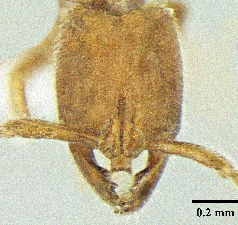 Myopias shivalikensis Bharti & Wachkoo, 2012 frontal