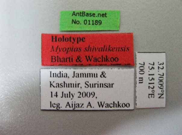 Foto Myopias shivalikensis Bharti & Wachkoo, 2012 Label