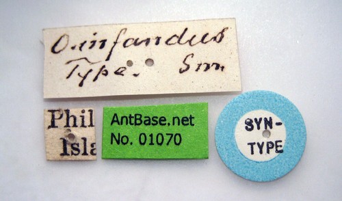 Odontomachus infandus Smith, 1858 Label
