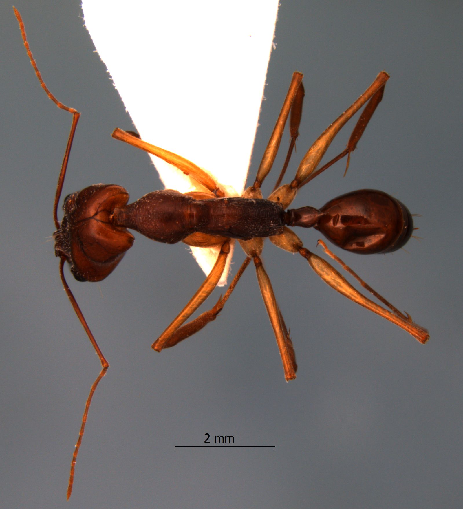 Foto Odontomachus monticola Emery, 1892 dorsal