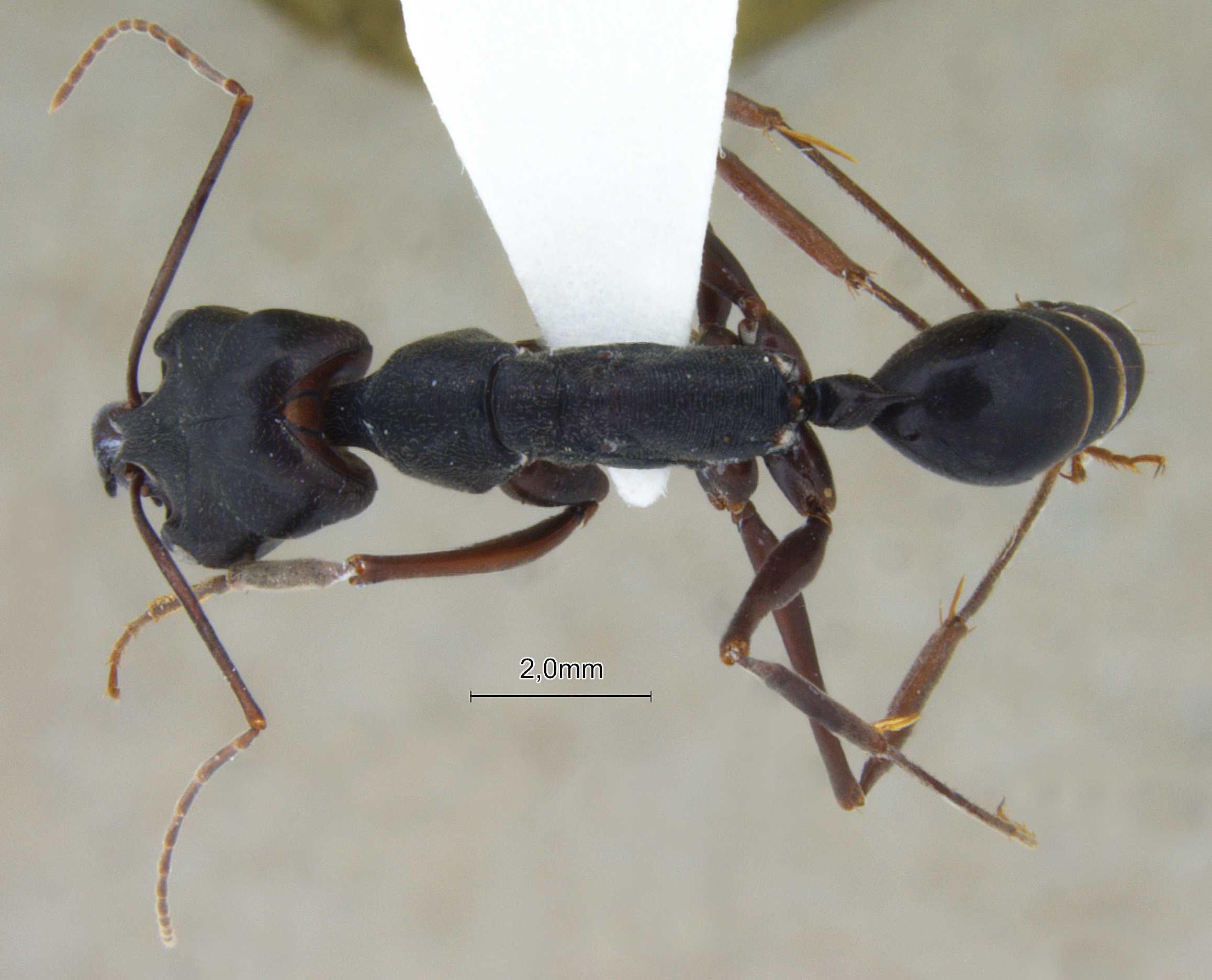 Foto Odontomachus monticola Emery, 1892 dorsal