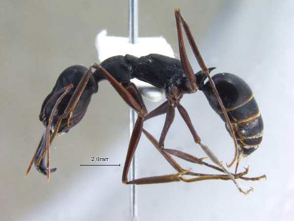 Odontomachus monticola Emery, 1892 lateral