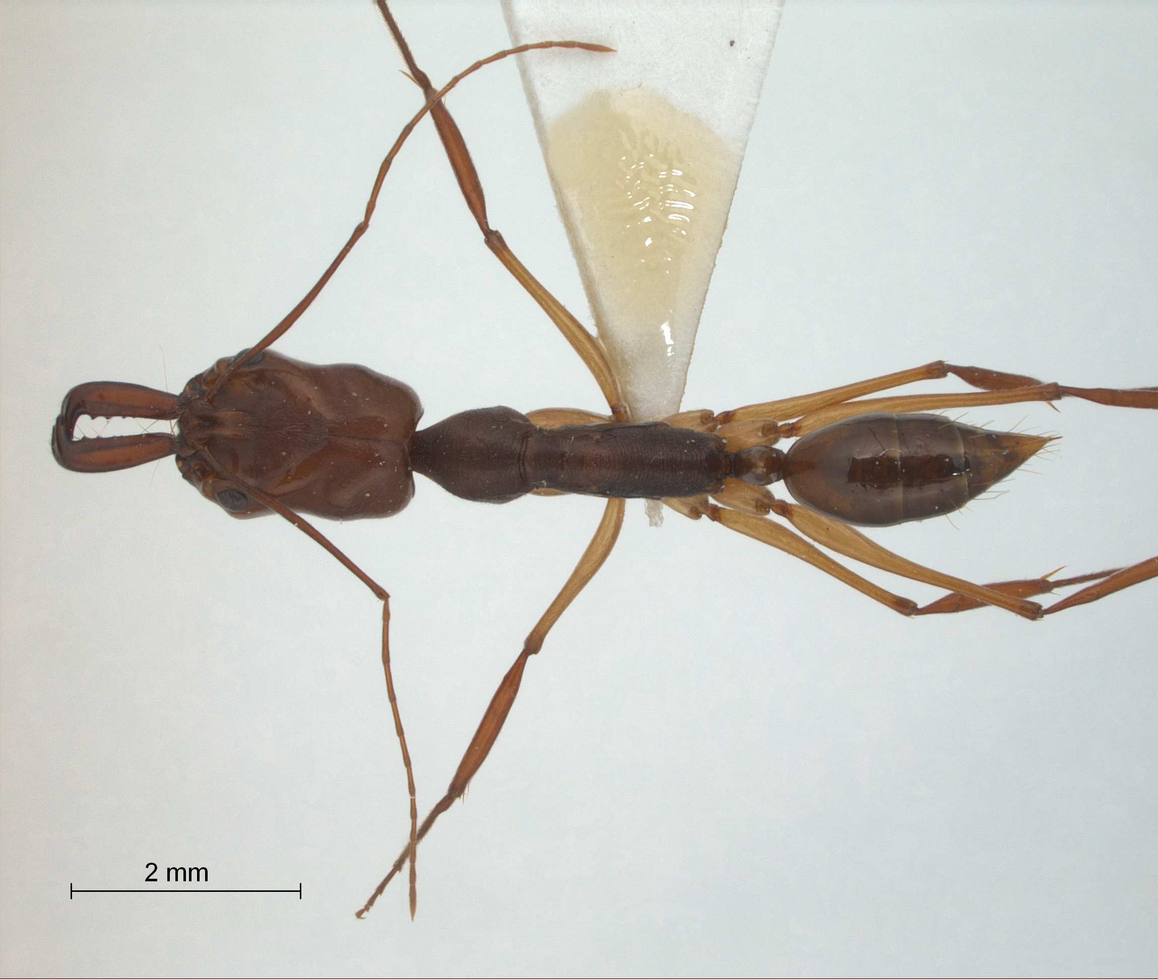 Foto Odontomachus rixosus Smith,1857 dorsal