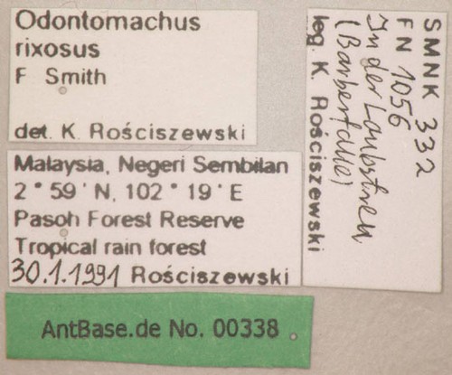 Odontomachus rixosus Smith,1857 unbekannt
