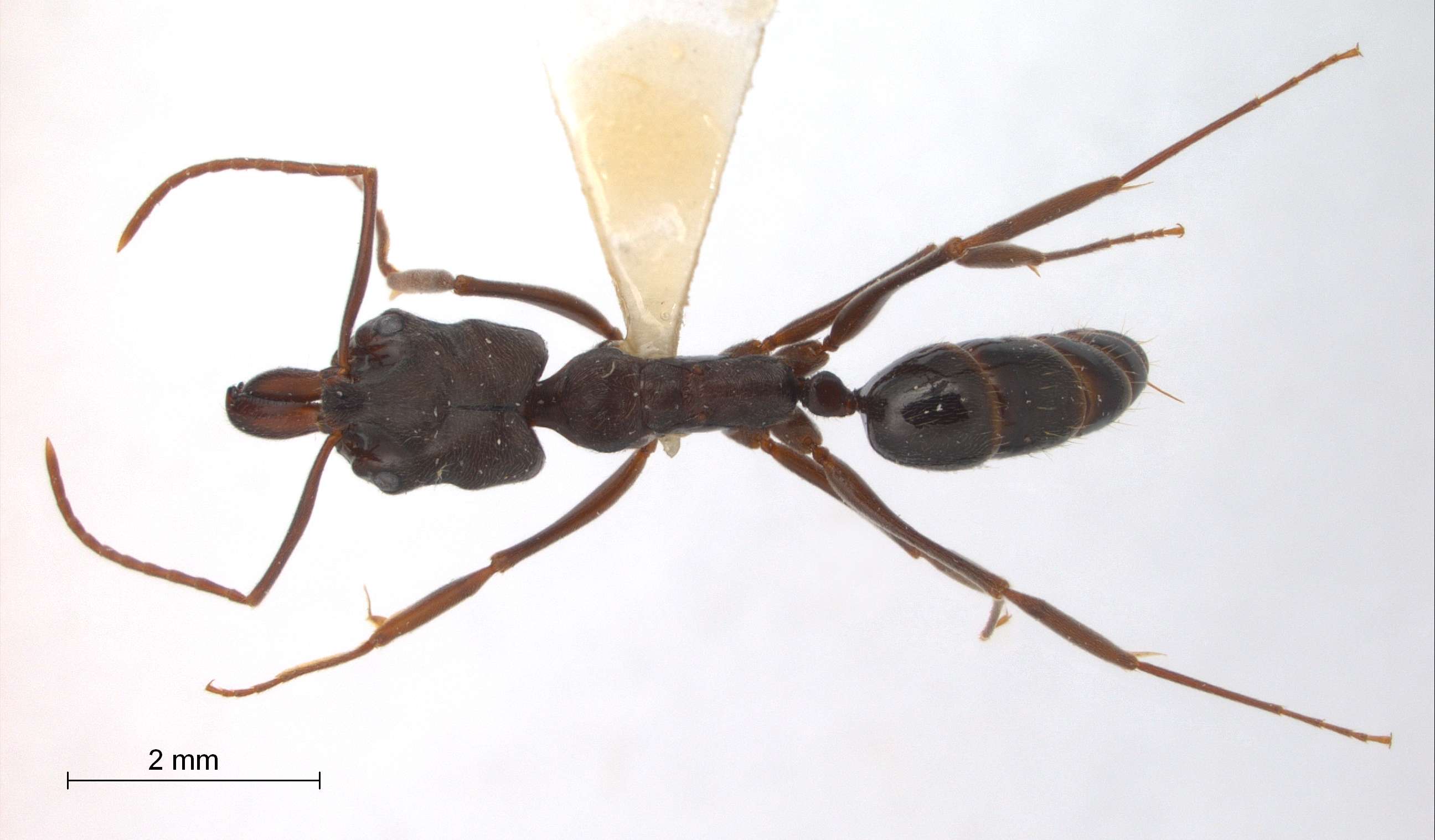 Foto Odontomachus simillimus Smith,1858 dorsal