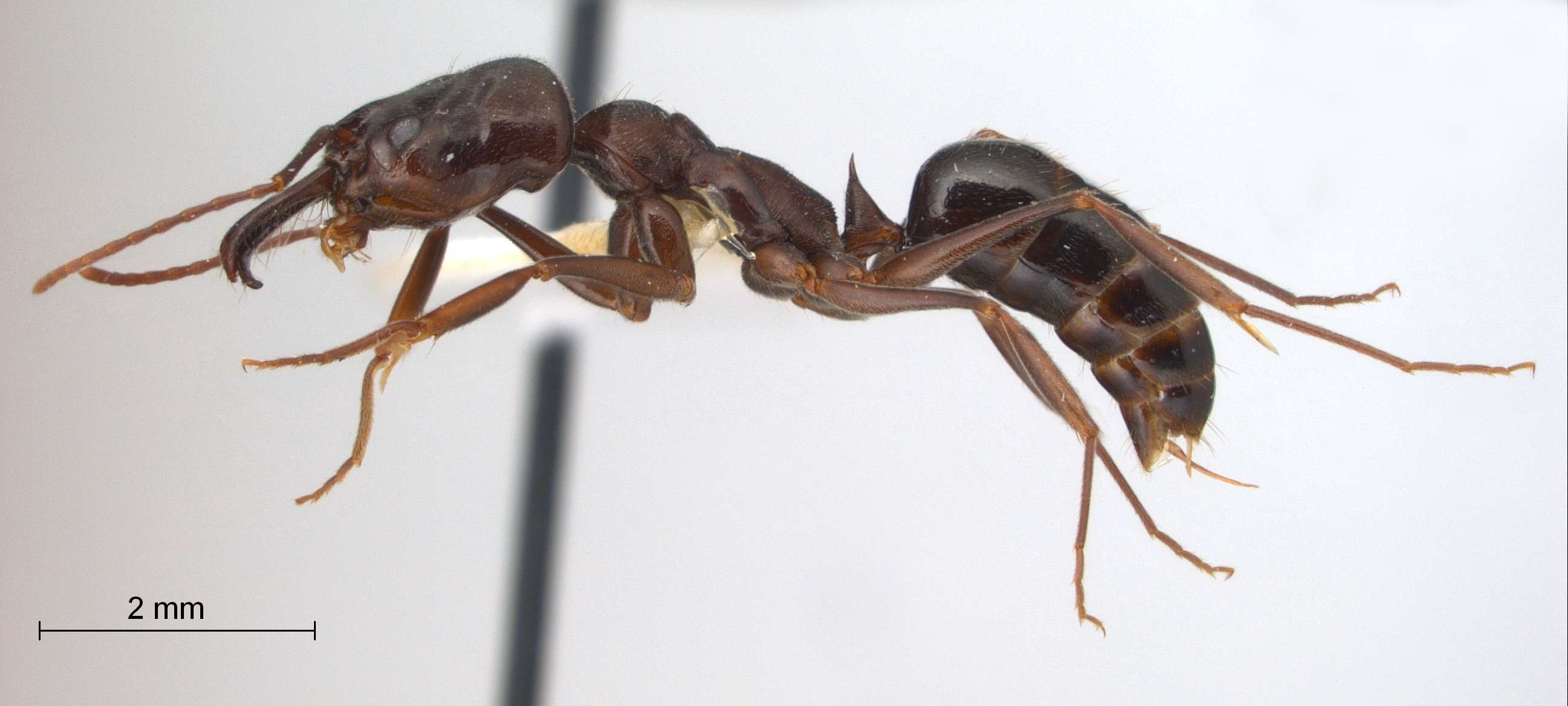 Foto Odontomachus simillimus Smith,1858 lateral