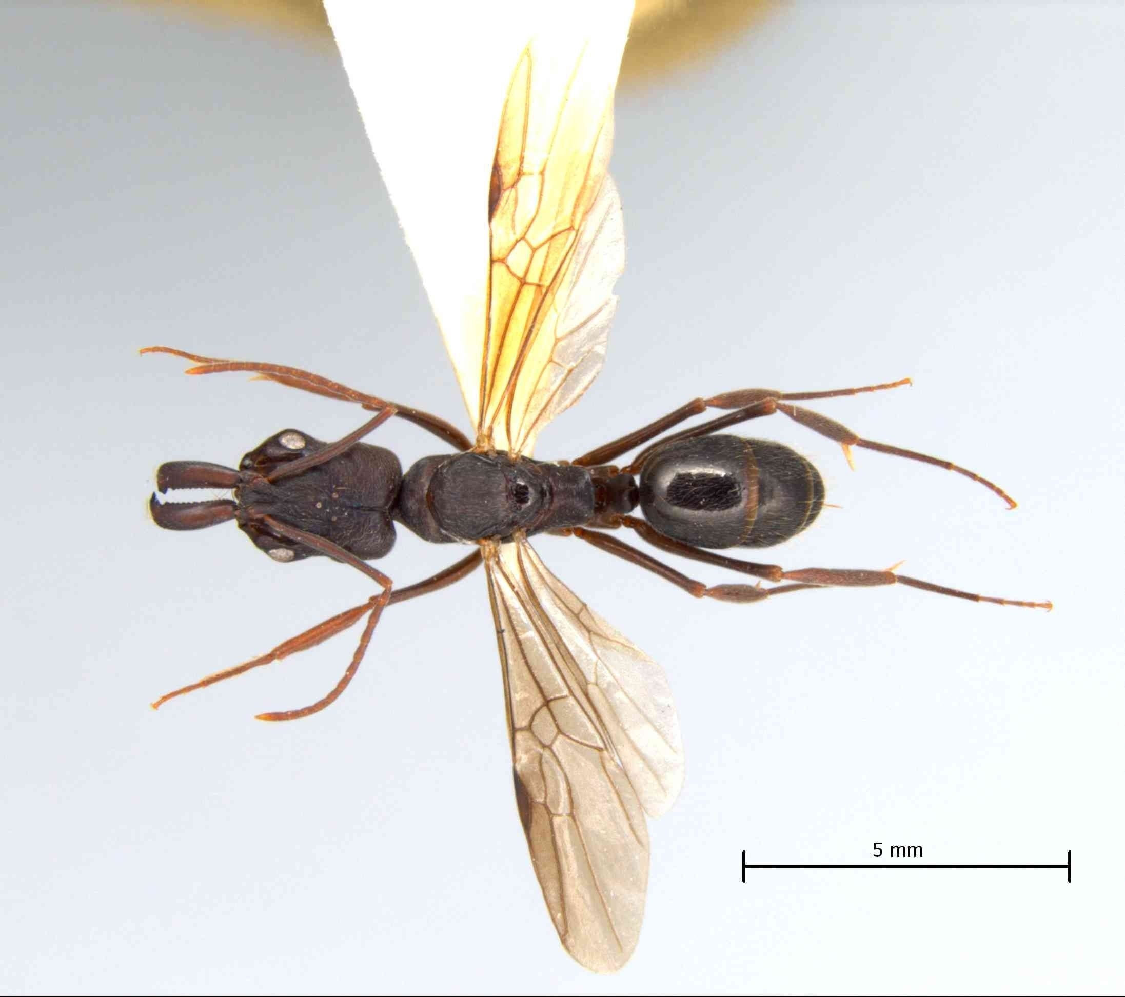 Foto Odontomachus simillimus Smith,1858 dorsal