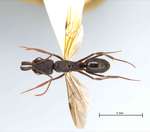 Odontomachus simillimus Smith,1858 dorsal