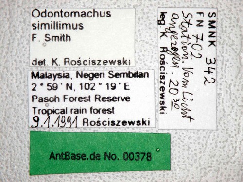 Odontomachus simillimus Smith,1858 Label