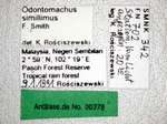 Odontomachus simillimus Smith,1858 Label