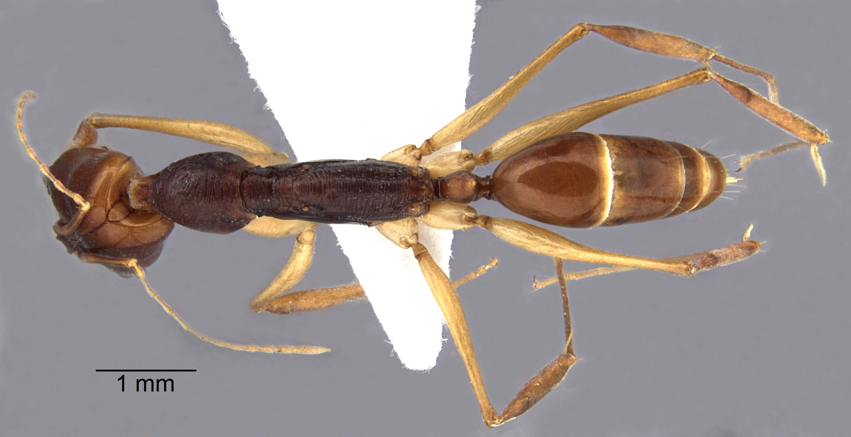 Foto Odontomachus sp. dorsal