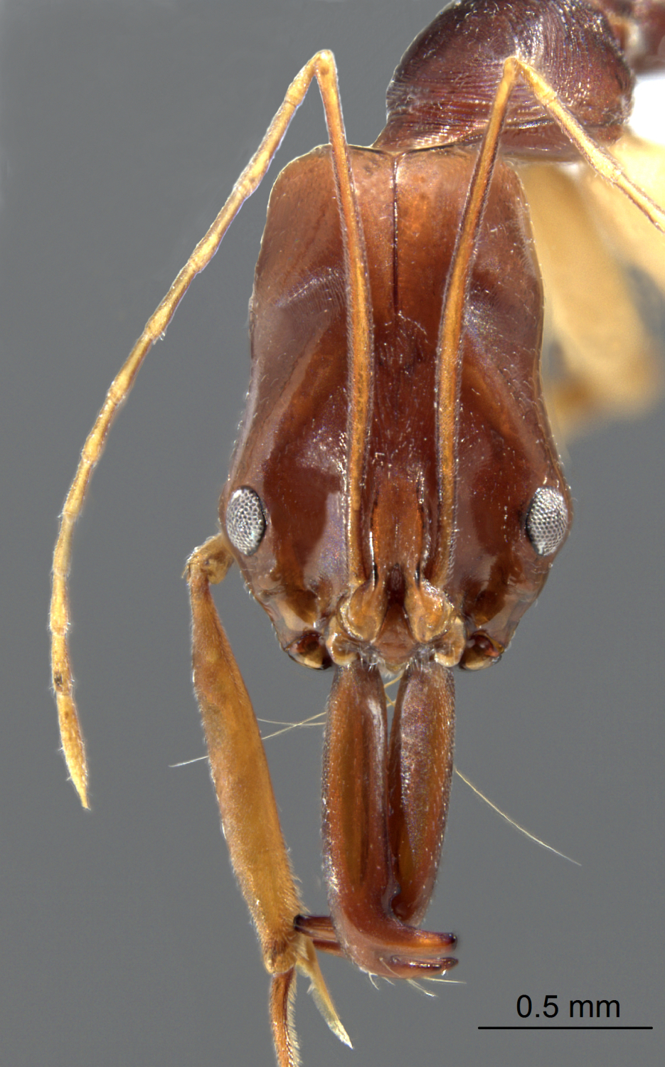 Foto Odontomachus sp. frontal