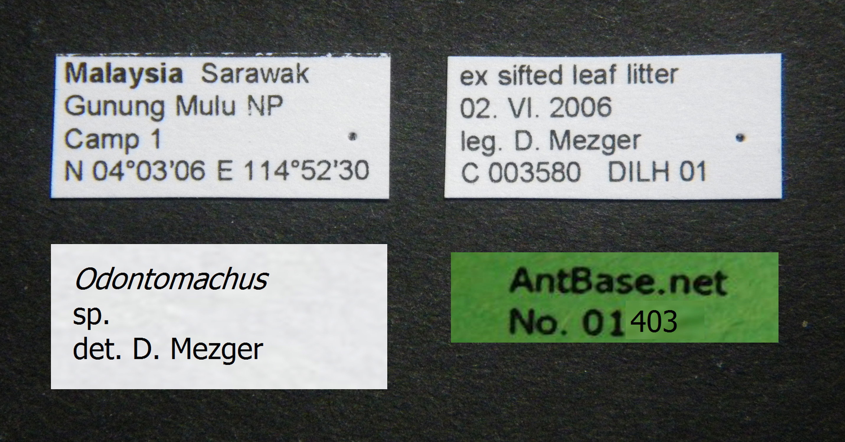 Foto Odontomachus sp. Label