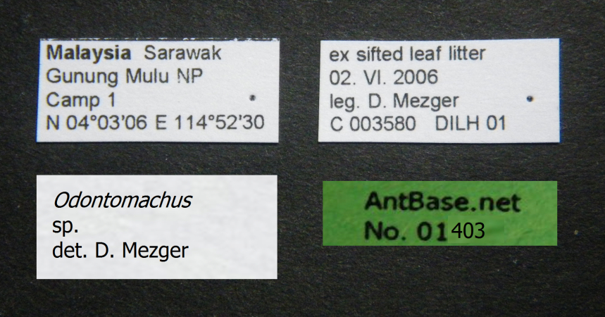 Odontomachus sp. Label