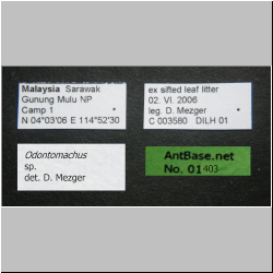 Odontomachus sp. Label