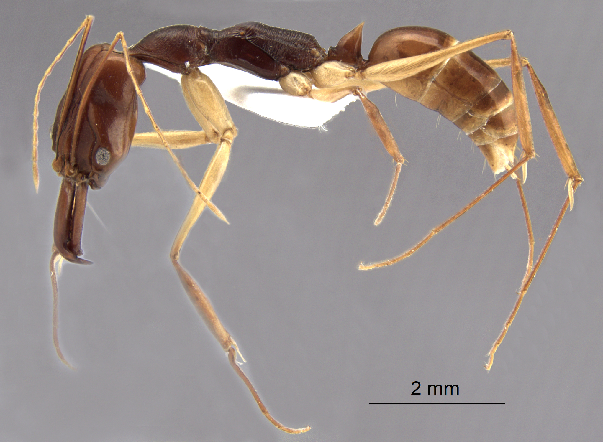 Foto Odontomachus sp. lateral