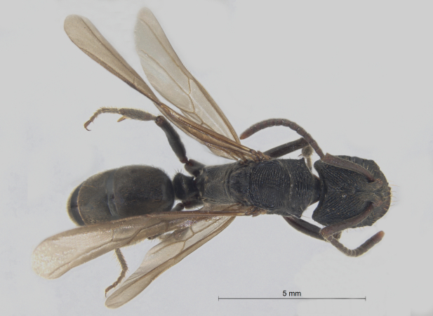 Odontoponera denticulata Smith, 1858 dorsal