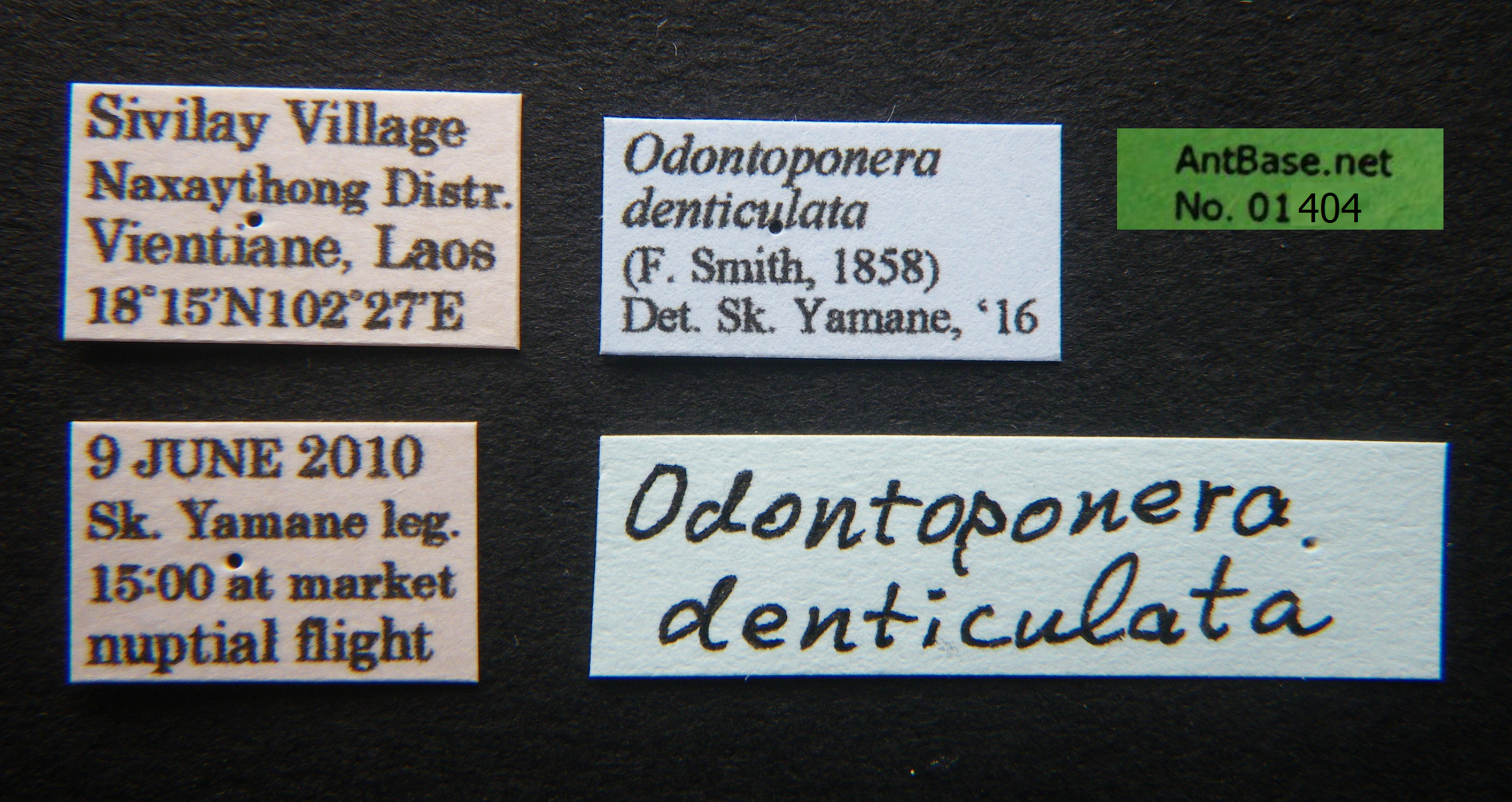 Foto Odontoponera denticulata Smith, 1858 Label