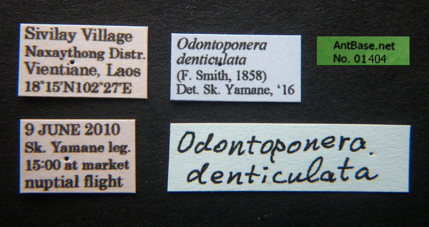 Odontoponera denticulata Smith, 1858 Label